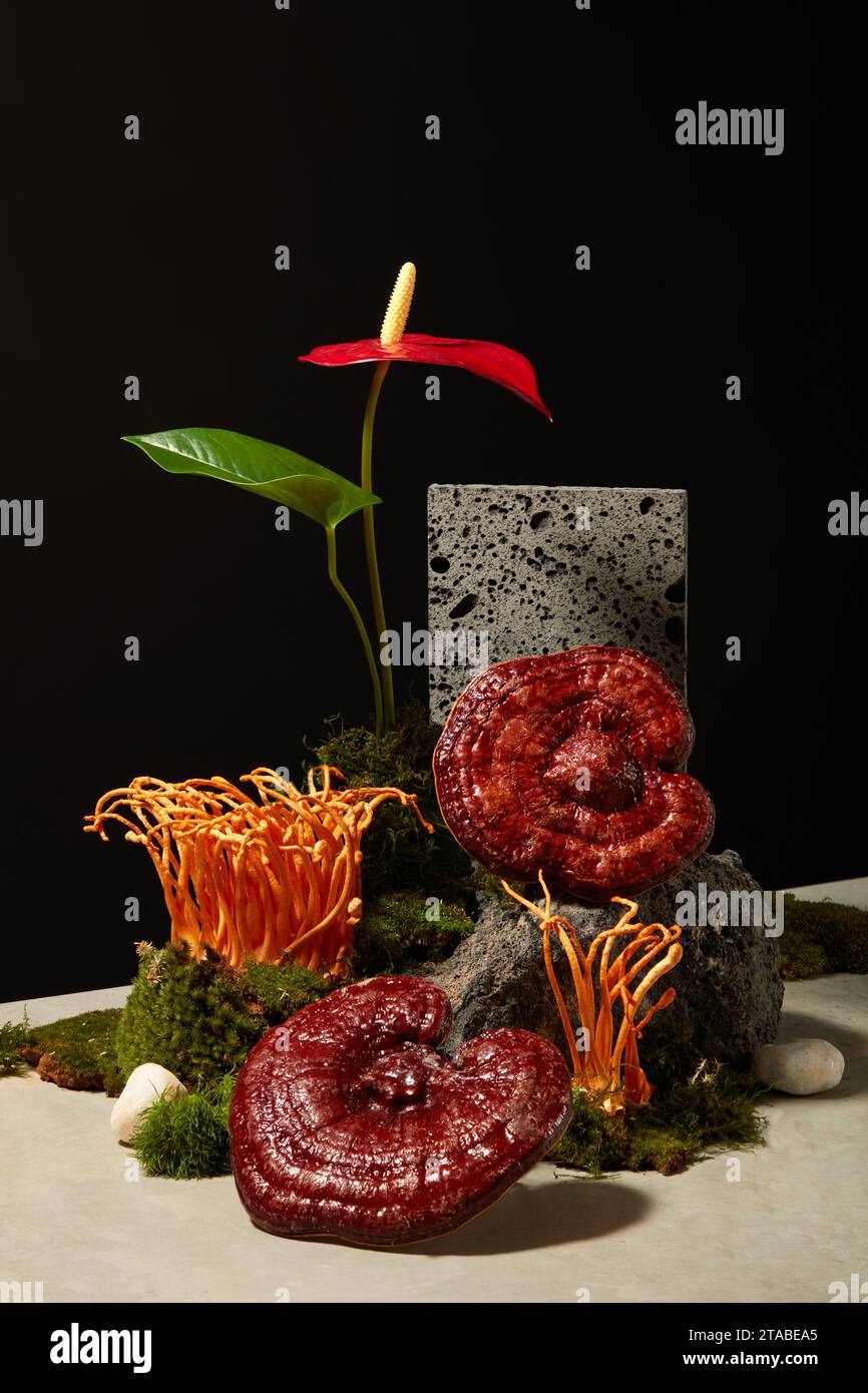 Hướng dẫn cách kết hợp linh chi và đông trùng hạ thảo Kaihabu để tăng cường hệ miễn dịch