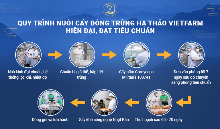 quy trình nuôi cấy đông trùng hạ thảo