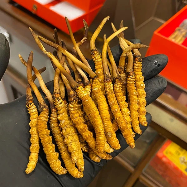 đông trùng hạ thảo Tây Tạng