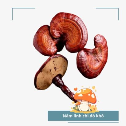 Tác động của linh chi trong việc hỗ trợ điều hòa huyết áp ổn định